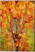 Framed Vineyard in autumn, Gaillac, Tarn, Midi-Pyrenees, France (vertical)