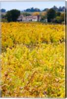 Framed Autumn Vineyards, Montagne, Gironde, Aquitaine, France