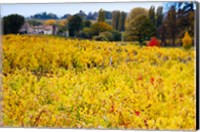 Framed Vineyards in Autumn, Montagne, Gironde, Aquitaine, France