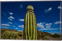 Framed Low angle view of a Saguaro cactus (Carnegiea gigantea), Tucson, Pima County, Arizona
