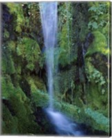 Framed Wheeler Creek Waterfall on Dutton Ridge, Crater Lake National Park, Oregon, USA