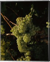 Framed Grapes in a Viineyard, Carneros Region, California