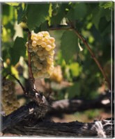 Framed Chardonnay Grapes in Vineyard, Carneros Region, California