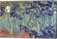 Framed Irises, Saint-Remy, c.1889