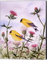 Framed Goldfinch and Thistle