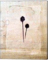 Framed Herbarium IV