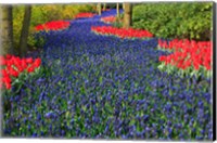 Framed Blue Dutch Tulip Flowerbed