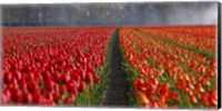 Framed Dutch Tulip Field
