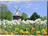 Framed Dutch Tulip Field And Windmill