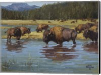 Framed Buffalo Crossing