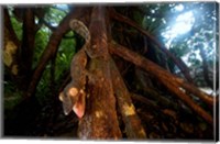 Framed Giant leaf-tailed gecko (Uroplatus fimbriatus), Nosy Mangabe Reserve, Madagascar