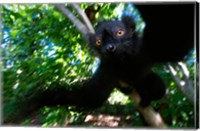 Framed Black Lemurs, Northern Madagascar