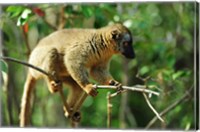 Framed Common Brown Lemur on branch, Ile Aux Lemuriens, Andasibe, Madagascar.