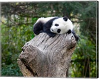 Framed Giant Panda, Wolong Reserve, China