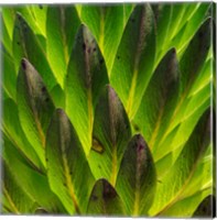 Framed Giant Lobelia in Mount Kenya National Park, Kenya