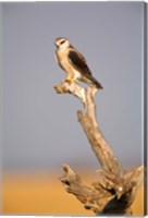 Framed Africa, Naminia, Etosha NP, Black Winged Kite bird