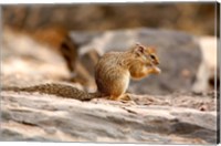 Framed Africa. Tree Squirrel feeding on the ground