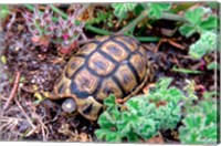 Framed Angulate Tortoise in Flowers, South Africa
