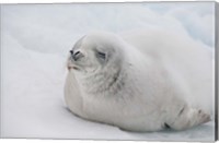 Framed Antarctica, White Crabeater seal on iceberg