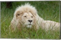 Framed African lion, Inkwenkwezi Private Game Reserve, East London, South Africa