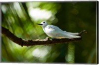 Framed Fairy Turns on Fregate Island, Seychelles