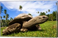 Framed Giant Tortoise on Fregate Island, Seychelles