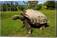 Framed Giant Tortoise, Seychelles