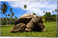 Framed Close Up of Giant Tortoise, Seychelles