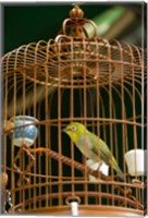 Framed Hong Kong, Bird Garden, Market, Caged pet birds
