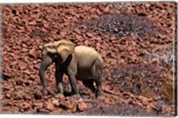 Framed Africa, Namibia, Puros. Desert dwelling elephants of Kaokoland.