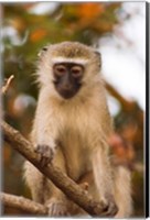 Framed Africa; Malawi; Lengwe National Park; Vervet monkey