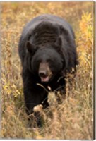 Framed Black Bear walking in brush, Montana