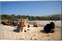 Framed Cows, Farm Animal, Coffee Bay, Transkye, South Africa