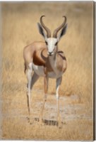Framed Front view of standing springbok, Etosha National Park, Namibia, Africa