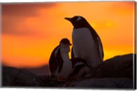 Framed Gentoo Penguins Silhouetted at Sunset on Petermann Island, Antarctic Peninsula