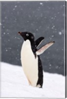 Framed Adelie Penguin in Falling Snow, Western Antarctic Peninsula, Antarctica