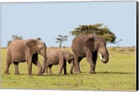 Framed Three African Elephants, Maasai Mara, Kenya