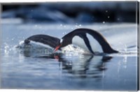 Framed Antarctica, Anvers Island, Gentoo Penguins diving into water.