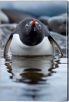 Framed Antarctica, Cuverville Island, Gentoo Penguin in a shallow lagoon.