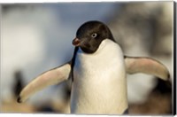 Framed Adelie Penguin portrait, Antarctica