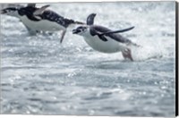 Framed Antarctica, South Shetland Islands, Chinstrap Penguins swimming.