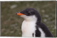 Framed Antarctica, South Shetlands Islands, Gentoo Penguin