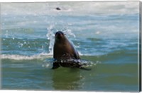 Framed Cape fur seal, Arctocephalus pusilus, Skeleton Coast NP, Namibia.