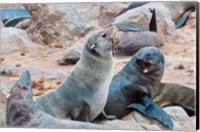 Framed Cape Fur seals, Skeleton Coast, Kaokoland, Namibia.