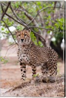 Framed Cheetah, Kapama Game Reserve, South Africa