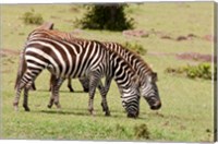 Framed Zebra grazing, Maasai Mara, Kenya