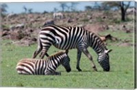 Framed Common Zebra, Maasai Mara, Kenya