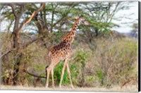 Framed Giraffe, Maasai Mara National Reserve, Kenya