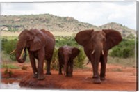 Framed Elephants and baby, Tsavo East NP, Kenya.