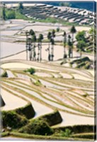 Framed Flooded Ai Cun Rice Terraces, Yuanyang County, Yunnan Province, China